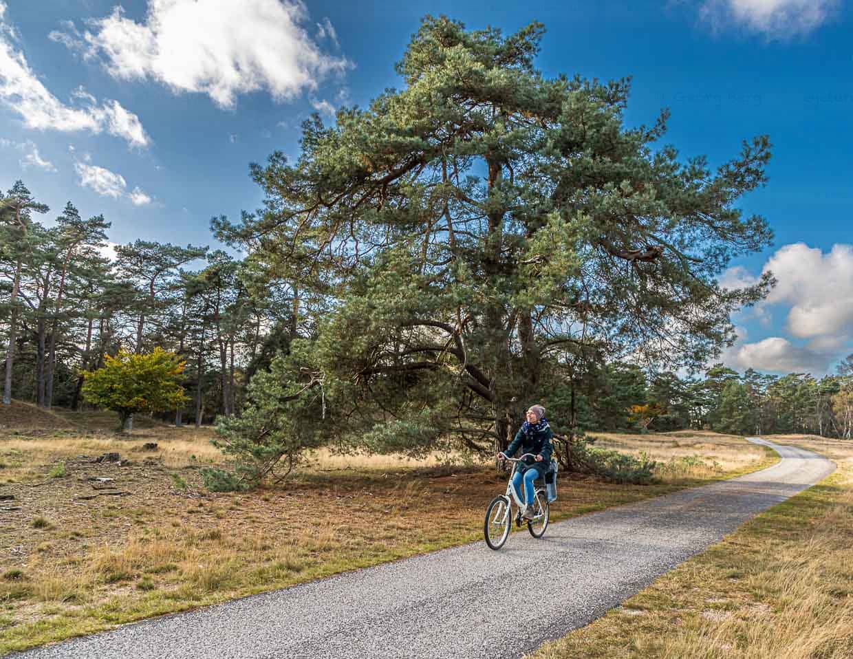 Mit dem Fahrrad den Nationalpark Hoge Veluwe zu erkunden ist das ganze Jahr über möglich / © Foto: Georg Berg