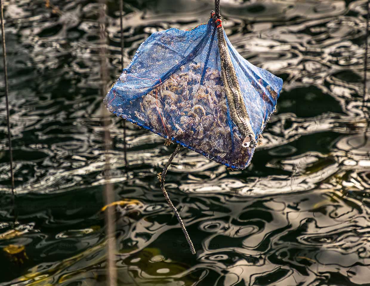 Zunächst wachsen die jungen Zucht-Austern in einem Netz heran, in dem sie nach sechs Stunden im Wasser für drei Stunden an die Luft gezogen werden / © Foto: Georg Berg